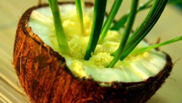 Sorbet ananasowo-kokosowy