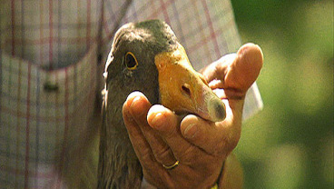 Foie gras - kontrowersyjny delikates