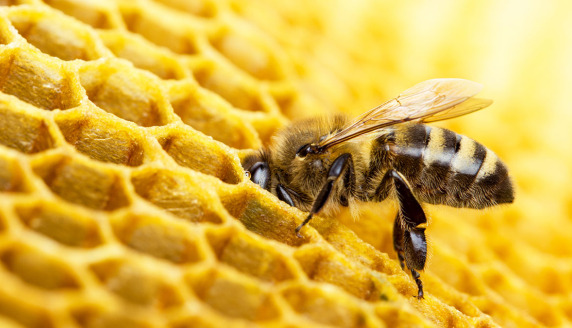 Pszczoły zagrożone wyginięciem 