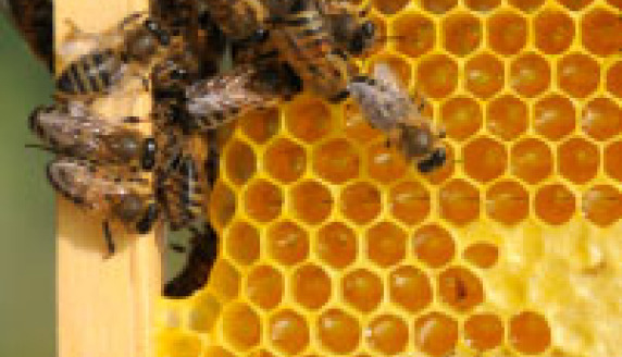 Zakaz stosowania pestycydów szkodliwych dla pszczół przegłosowany