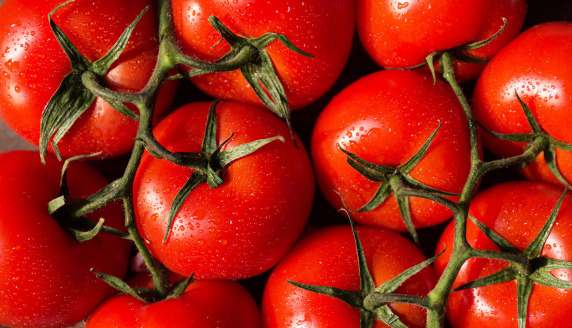 Pomidory – złote jabłka
