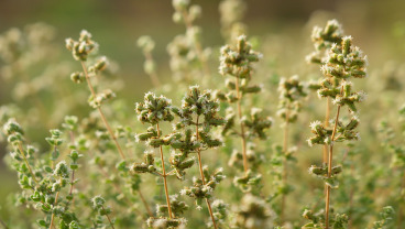 Sekrety świata przypraw 2