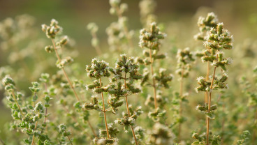 Sekrety świata przypraw 2