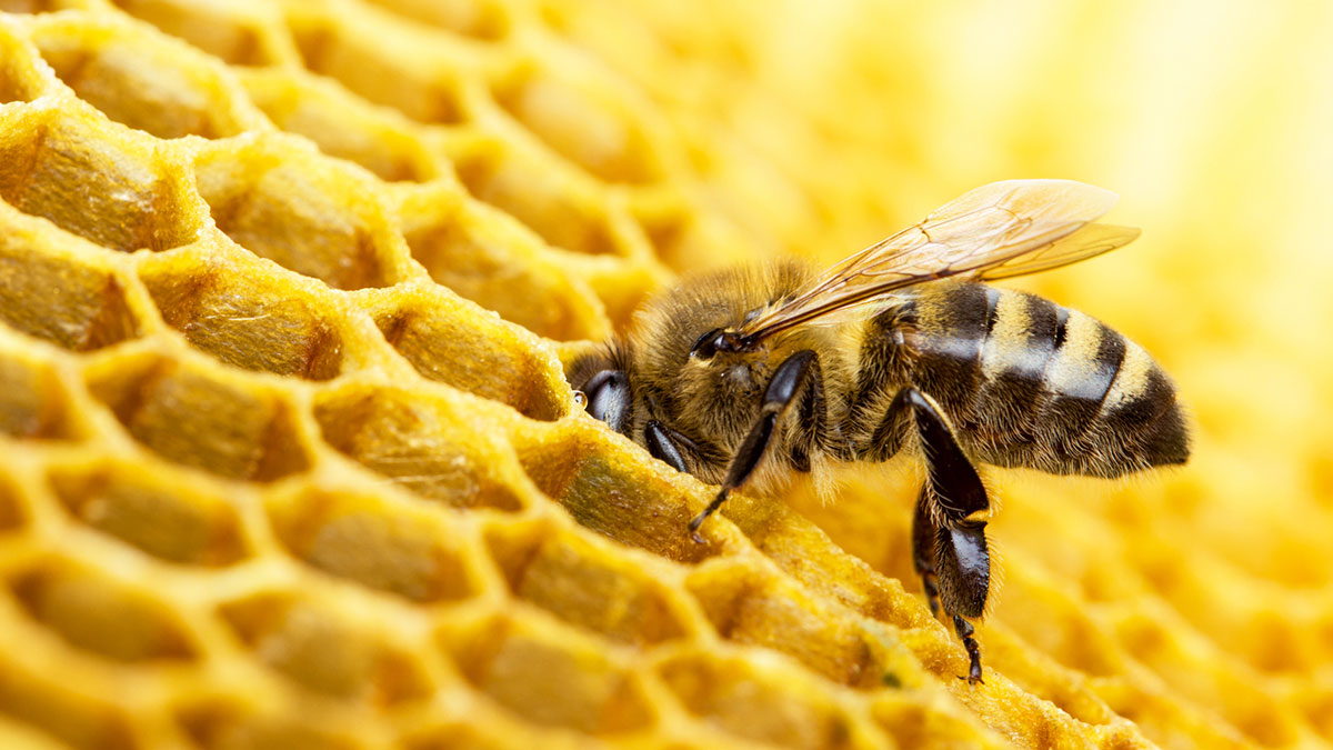 Pszczoły zagrożone wyginięciem 