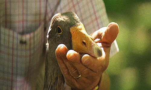 Foie gras - kontrowersyjny delikates